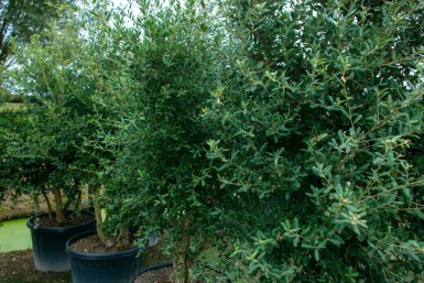 Quercus rubra ME 200-250 P/K Quercus rubra Mehrstämmig 200-250