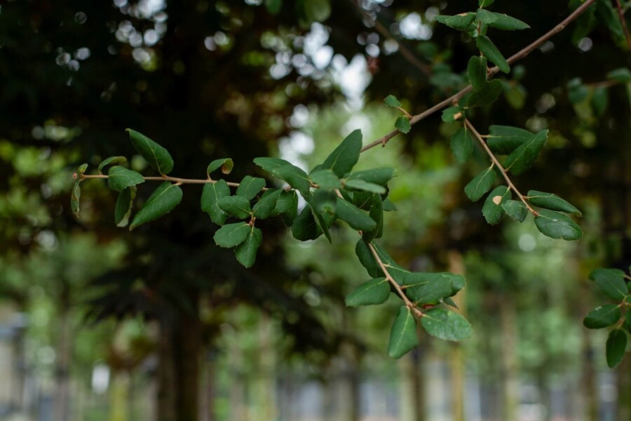 Quercus rubra ME 200-250 P/K Quercus rubra Mehrstämmig 200-250