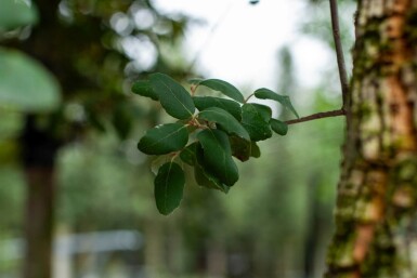 Quercus rubra ME 200-250 P/K Quercus rubra Mehrstämmig 200-250