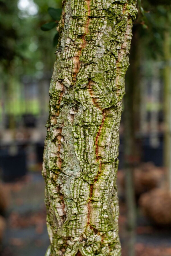 Quercus suber Quercus suber
