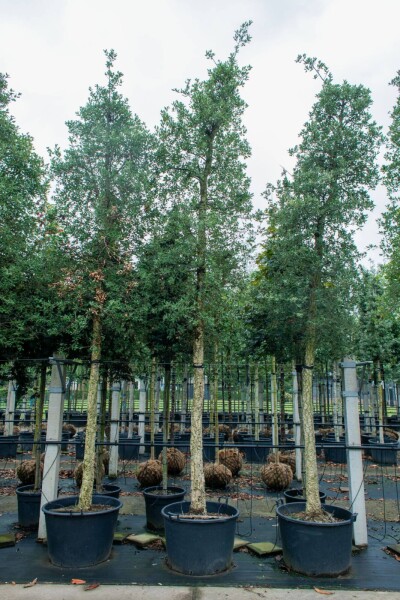 Quercus suber Hochstamm Quercus suber Hochstamm
