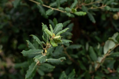 Quercus suber HO 12/14 P/K Quercus suber Hochstamm 12/14