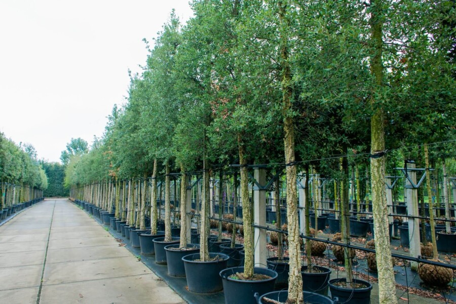 Quercus suber HO 12/14 P/K Quercus suber Hochstamm 12/14
