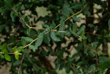 Quercus suber HO 12/14 P/K Quercus suber Hochstamm 12/14