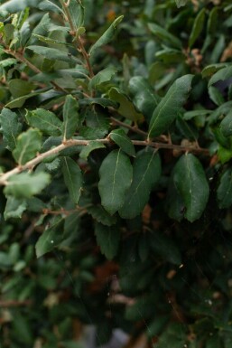 Quercus suber HO 12/14 P/K Quercus suber Hochstamm 12/14