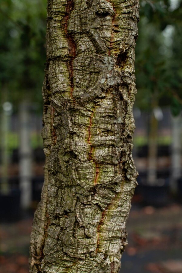 Quercus suber HO 12/14 P/K Quercus suber Hochstamm 12/14