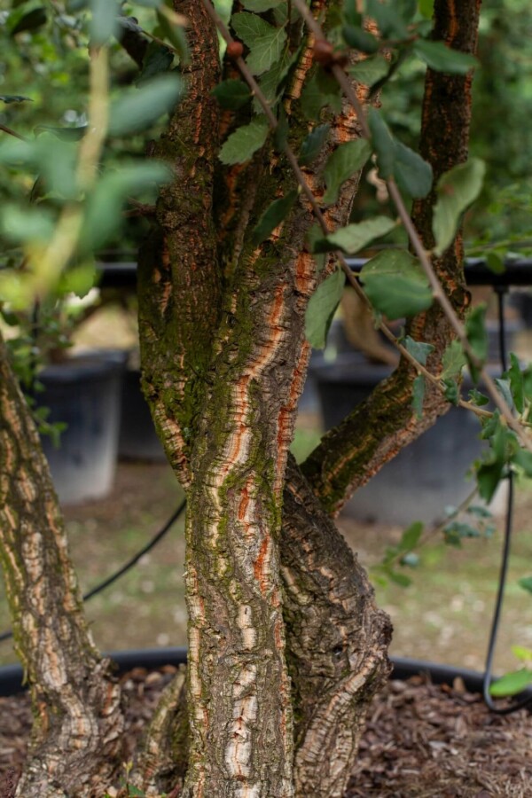 Quercus suber HO 12/14 P/K Quercus suber Hochstamm 12/14