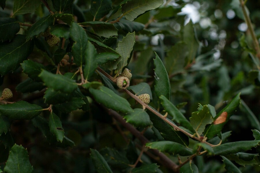 Quercus suber HO 12/14 P/K Quercus suber Hochstamm 12/14