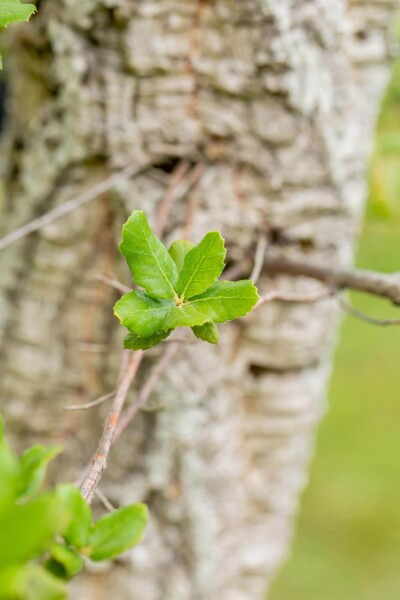 Quercus suber meerstammig