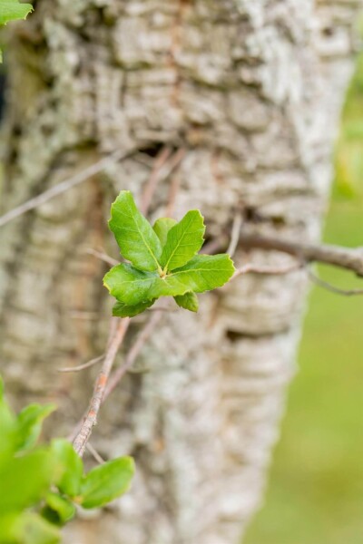 Quercus suber Mehrstämmig Quercus suber Mehrstämmig