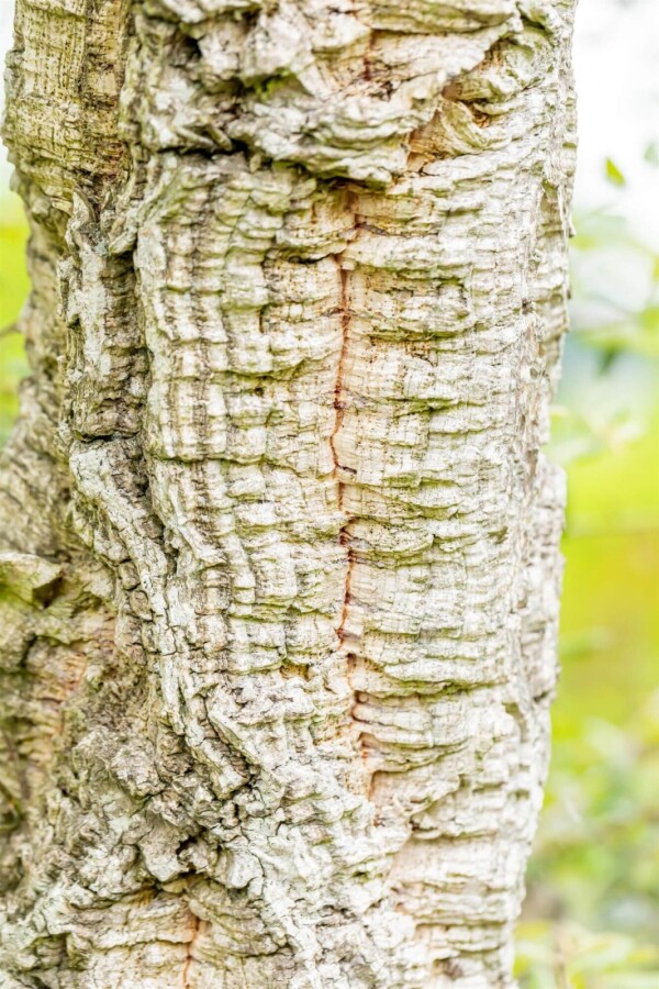 Quercus suber ME 200-250 P/K Quercus suber Mehrstämmig 200-250