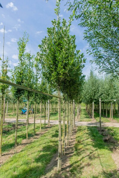 Quercus x warei 'Regal Prince' Hochstamm Quercus x warei 'Regal Prince' Hochstamm