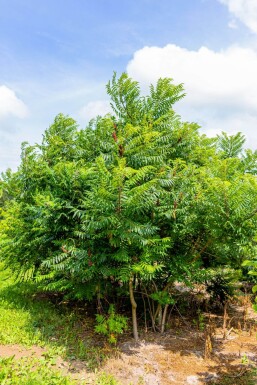 Rhus typhina