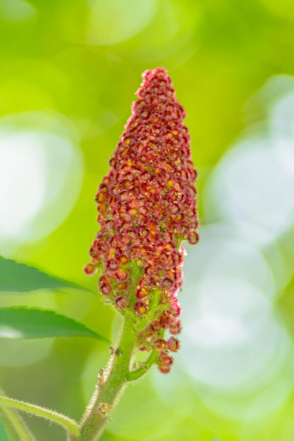 Rhus typhina Rhus typhina