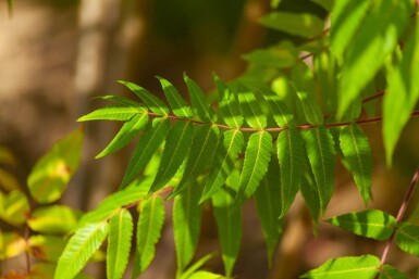 Rhus typhina mehrstämmig 200-250