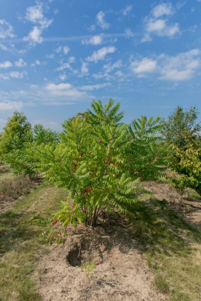 Rhus typhina meerstammig Rhus typhina meerstammig