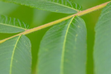 Rhus typhina mehrstämmig 200-250