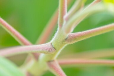 Rhus typhina mehrstämmig 200-250