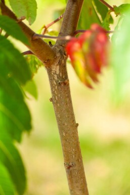 Rhus typhina mehrstämmig 200-250