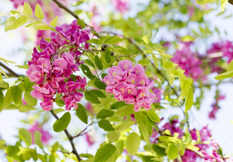 Robinia 'Pink Cascade' Robinia x margaretta 'Pink Cascade'
