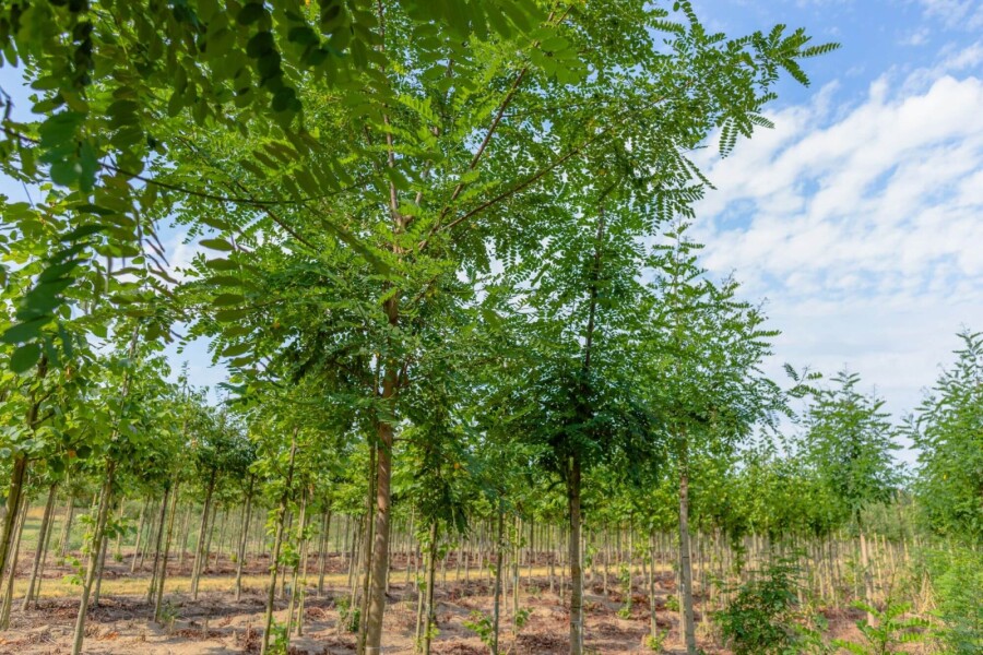 Robinia 'Pink Cascade' HO 14/16 P/K Robinia x margaretta 'Pink Cascade' Hochstamm 14/16