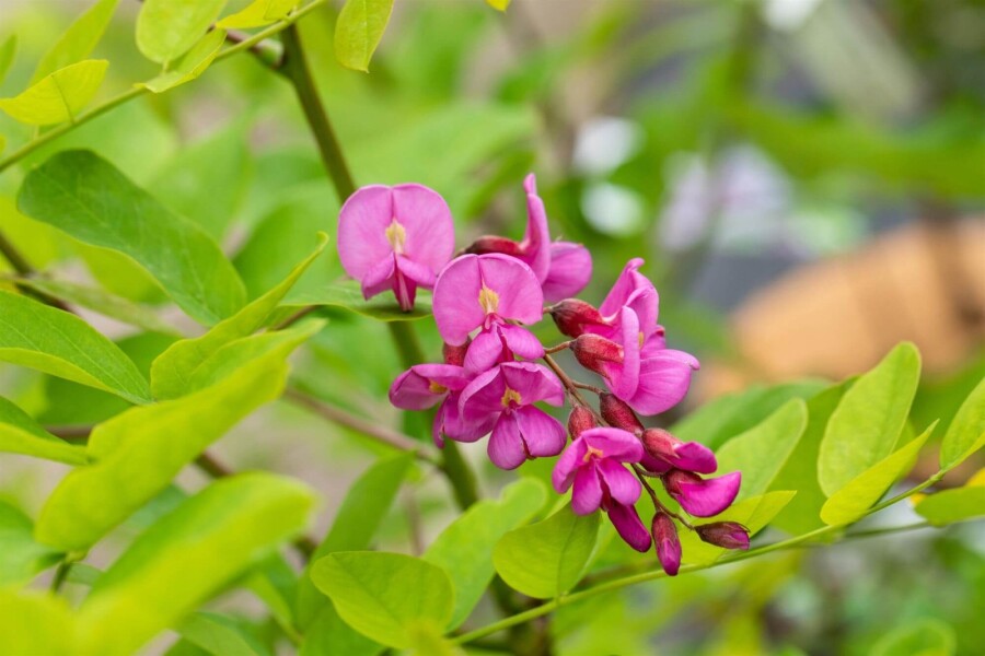 Robinia 'Pink Cascade' HO 14/16 P/K Robinia x margaretta 'Pink Cascade' Hochstamm 14/16