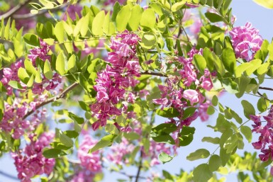 Robinia 'Pink Cascade' HO 14/16 P/K Robinia x margaretta 'Pink Cascade' Hochstamm 14/16
