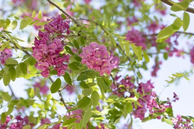 Robinia 'Pink Cascade' HO 14/16 P/K Robinia x margaretta 'Pink Cascade' Hochstamm 14/16
