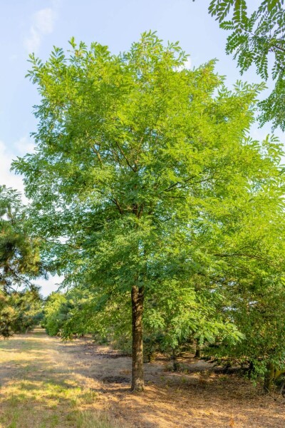 Robinia pseudoacacia