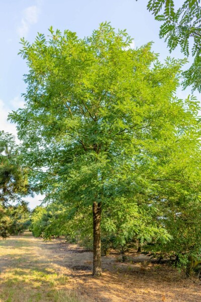 Robinia pseudoacacia Robinia pseudoacacia