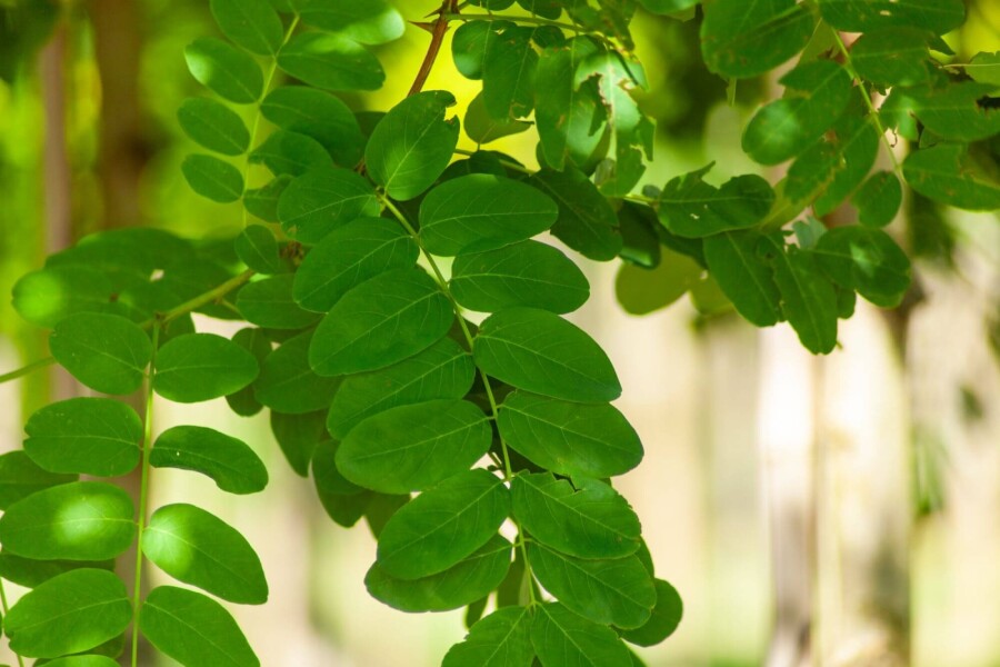 Robinia pseudoacacia Robinia pseudoacacia
