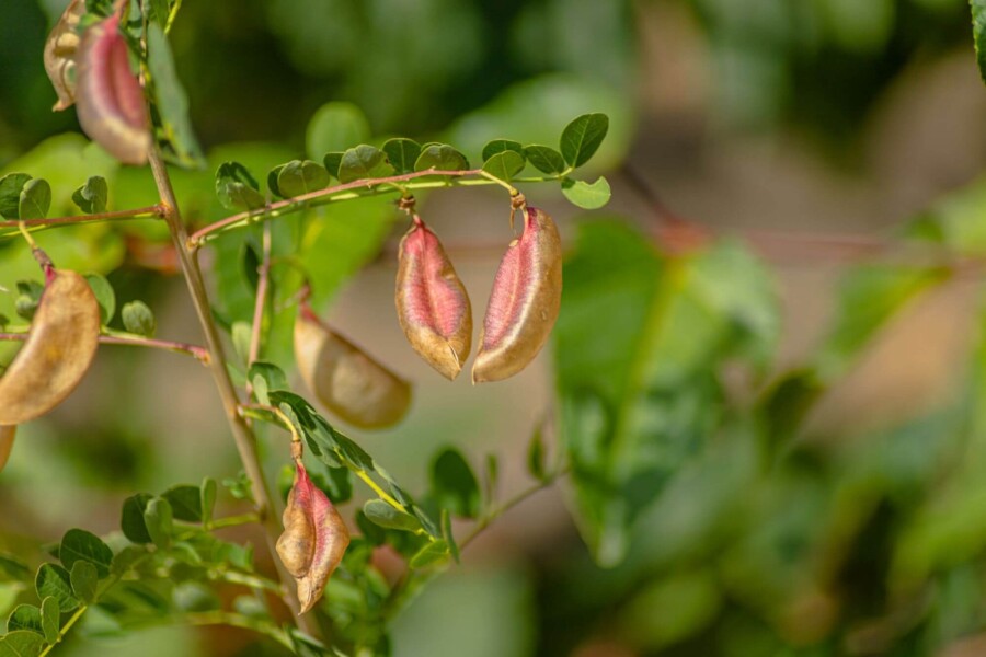 Robinia pseudoacacia Robinia pseudoacacia