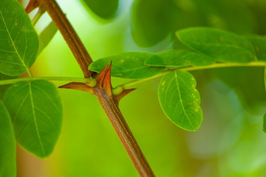 Robinia pseudoacacia HO 14/16 P/K Robinia pseudoacacia Hochstamm 14/16