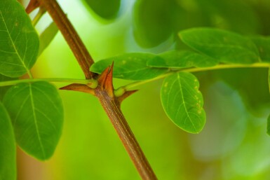 Robinia pseudoacacia HO 14/16 P/K Robinia pseudoacacia Hochstamm 14/16