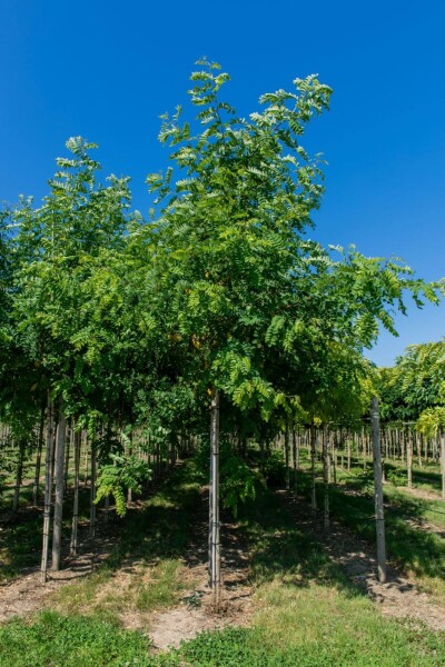 Robinia pseudoacacia Hochstamm Robinia pseudoacacia Hochstamm