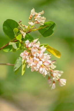 Robinia pseudoacacia HO 14/16 P/K Robinia pseudoacacia Hochstamm 14/16