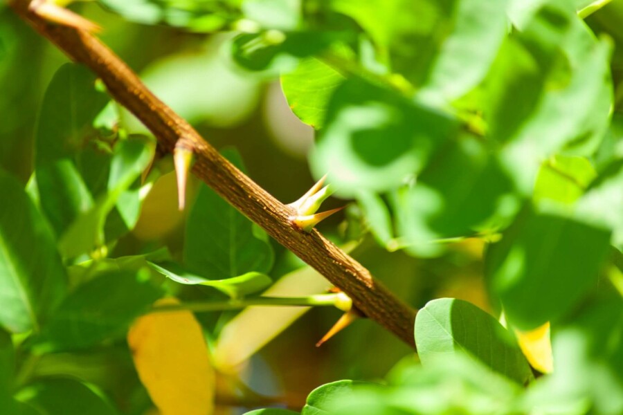 Robinia pseudoacacia HO 14/16 P/K Robinia pseudoacacia Hochstamm 14/16
