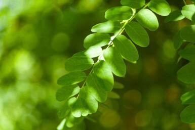Robinia pseudoacacia HO 14/16 P/K Robinia pseudoacacia Hochstamm 14/16