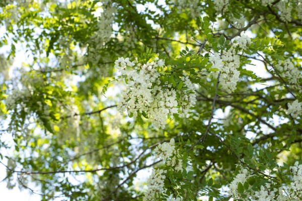 Robinia pseudoacacia meerstammig