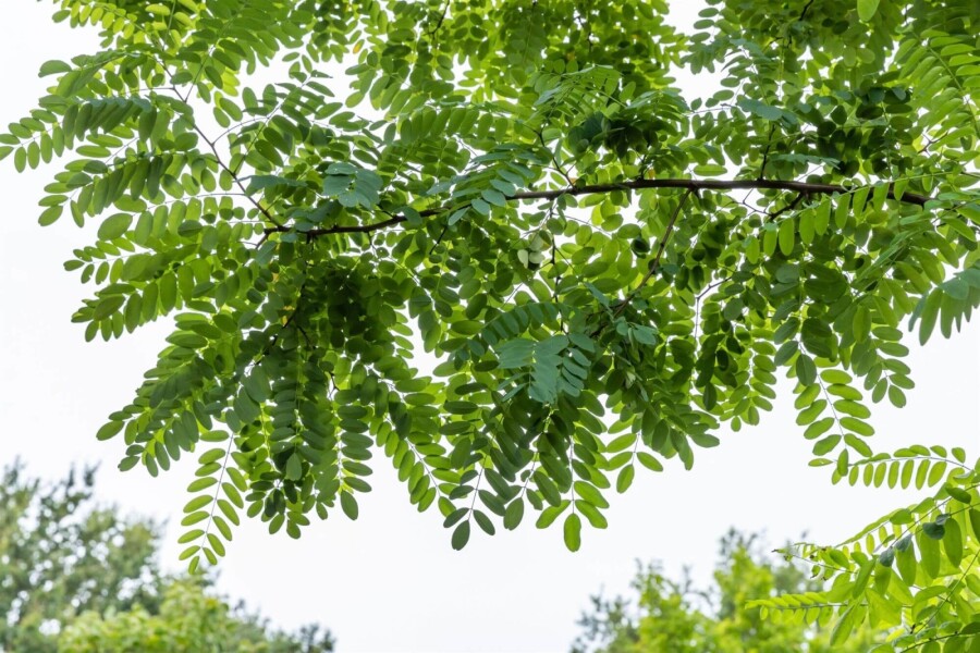Robinia pseudoacacia ME 250-300 P/K Robinia pseudoacacia Mehrstämmig 250-300