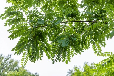 Robinia pseudoacacia ME 250-300 P/K Robinia pseudoacacia Mehrstämmig 250-300