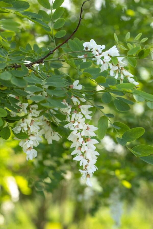 Robinia pseudoacacia ME 250-300 P/K Robinia pseudoacacia Mehrstämmig 250-300