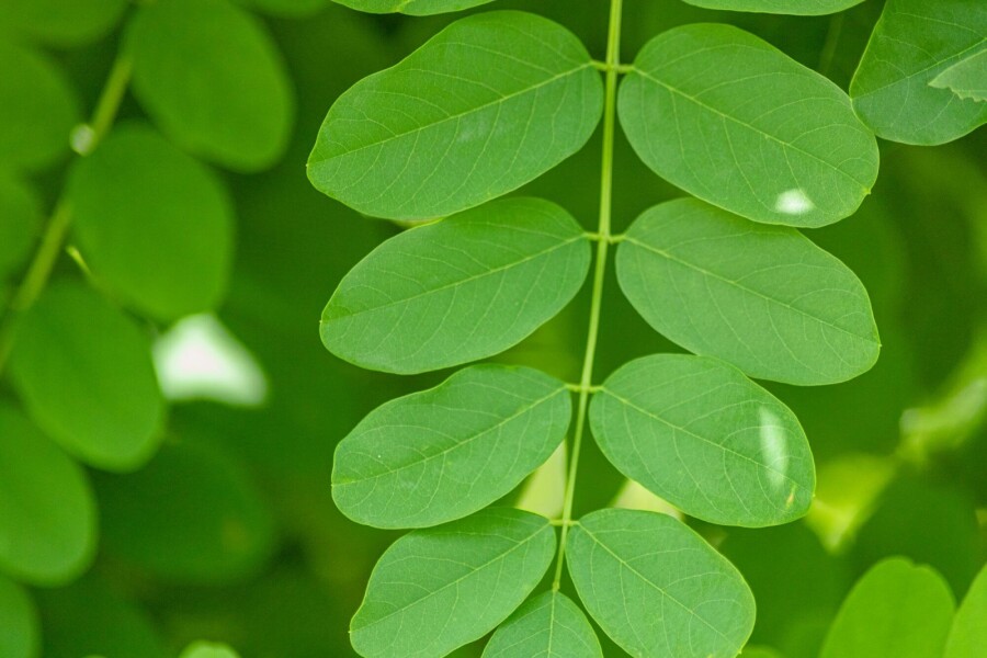 Robinia pseudoacacia 'Bessoniana' Robinia pseudoacacia 'Bessoniana'