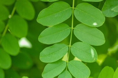 Robinia pseudoacacia 'Bessoniana' Robinia pseudoacacia 'Bessoniana'