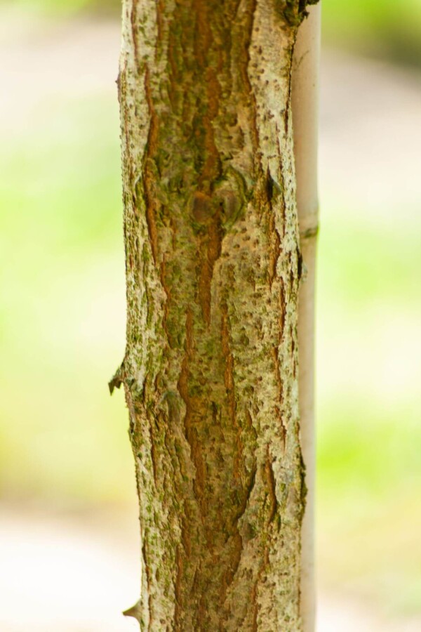 Robinia pseudoacacia 'Bessoniana' Robinia pseudoacacia 'Bessoniana'