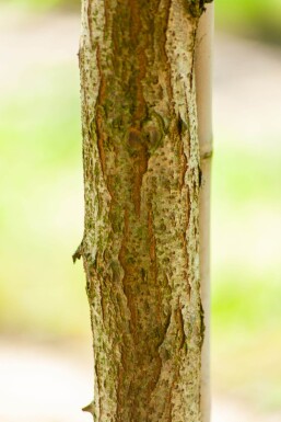 Robinia pseudoacacia 'Bessoniana' Robinia pseudoacacia 'Bessoniana'