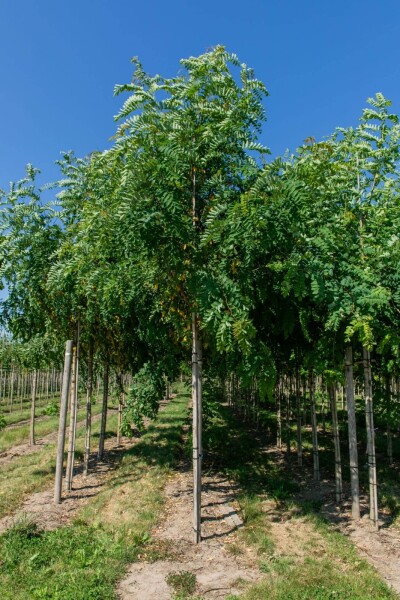 Robinia pseudoacacia 'Bessoniana' Hochstamm Robinia pseudoacacia 'Bessoniana' Hochstamm