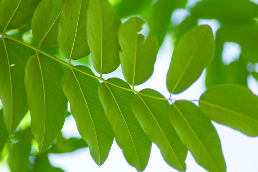 Robinia 'Bessoniana' HO 10/12 P/K Robinia pseudoacacia 'Bessoniana' Hochstamm 10/12