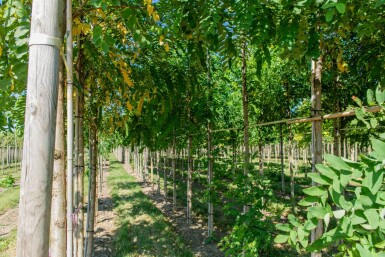 Robinia pseudoacacia 'Bessoniana' hochstamm 10/12