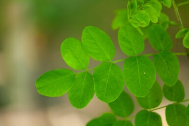 Robinia 'Bessoniana' HO 10/12 P/K Robinia pseudoacacia 'Bessoniana' Hochstamm 10/12